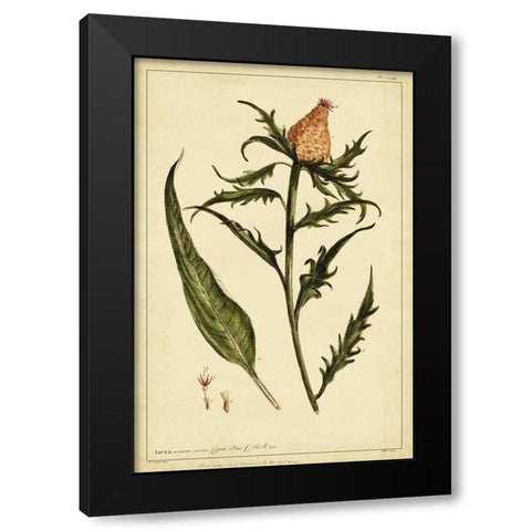 Iacea Pl. CLIII Black Modern Wood Framed Art Print by Miller, Phillip