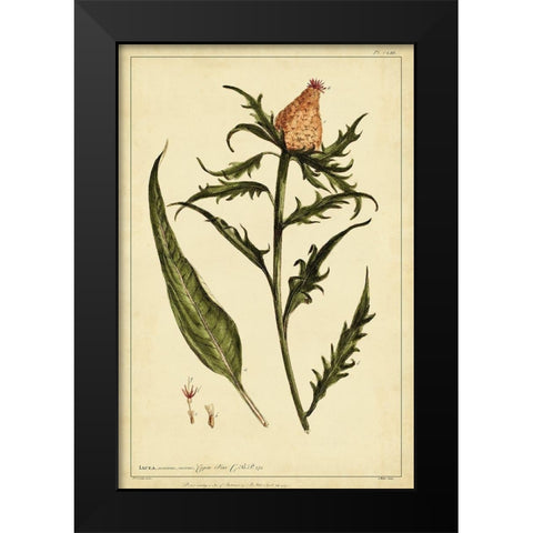 Iacea Pl. CLIII Black Modern Wood Framed Art Print by Miller, Phillip