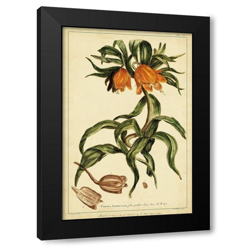 Corona Imperalis Pl. CV Black Modern Wood Framed Art Print by Miller, Phillip