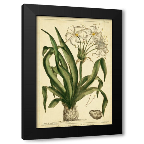Crinum  Pl. CX Black Modern Wood Framed Art Print with Double Matting by Miller, Phillip