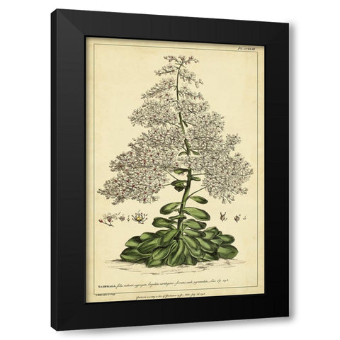 Saxifraga  Pl. CCXLIII Black Modern Wood Framed Art Print by Miller, Phillip