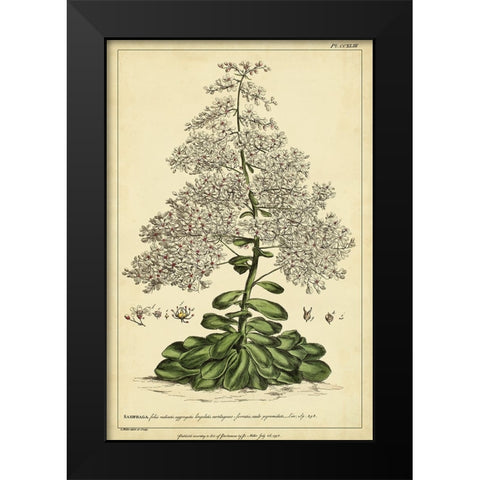 Saxifraga  Pl. CCXLIII Black Modern Wood Framed Art Print by Miller, Phillip
