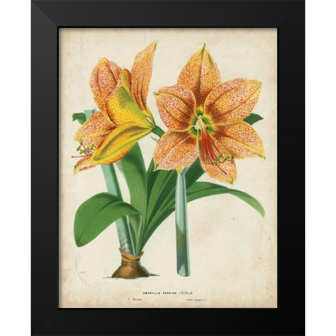 Tropical Array I Black Modern Wood Framed Art Print by Van Houtteano, Horto