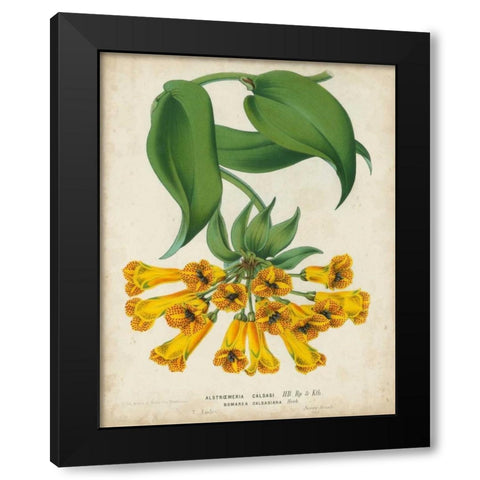 Tropical Array II Black Modern Wood Framed Art Print with Double Matting by Van Houtteano, Horto