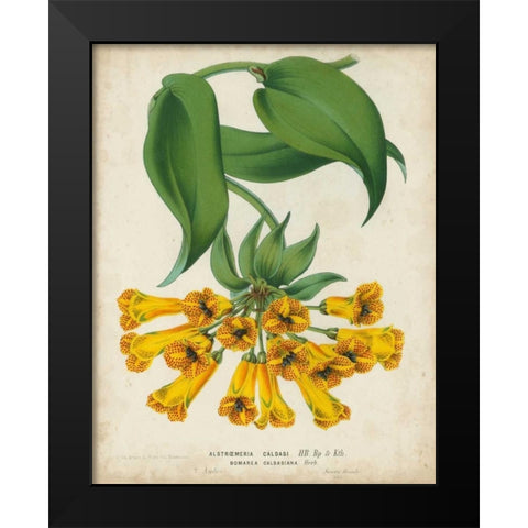 Tropical Array II Black Modern Wood Framed Art Print by Van Houtteano, Horto