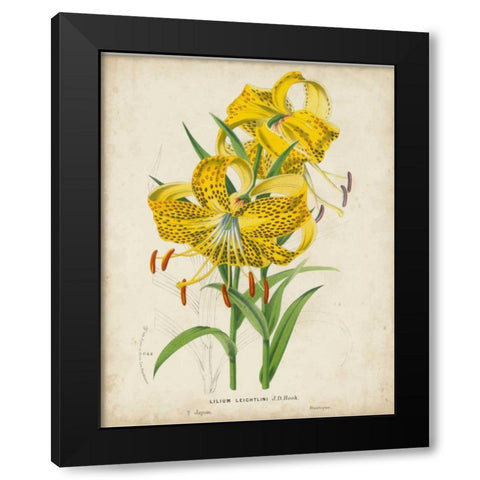 Tropical Array IV Black Modern Wood Framed Art Print with Double Matting by Van Houtteano, Horto