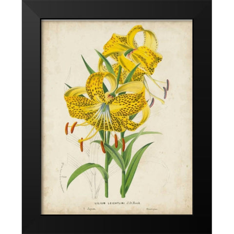 Tropical Array IV Black Modern Wood Framed Art Print by Van Houtteano, Horto