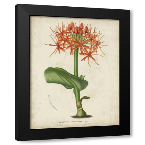 Tropical Array V Black Modern Wood Framed Art Print by Van Houtteano, Horto