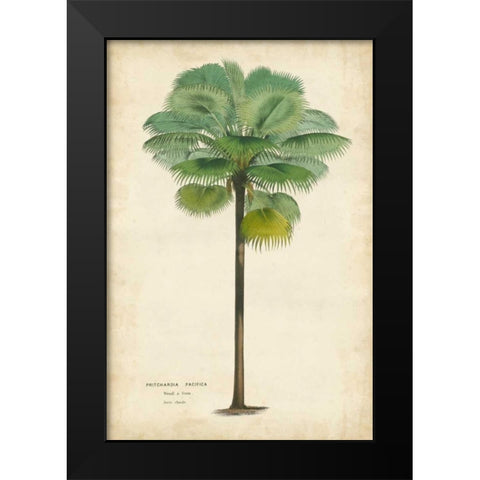 Palm of the Tropics II Black Modern Wood Framed Art Print by Van Houtteano, Horto