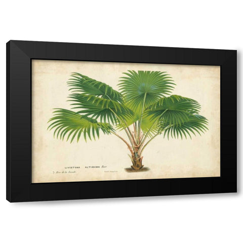 Palm of the Tropics V Black Modern Wood Framed Art Print by Van Houtteano, Horto