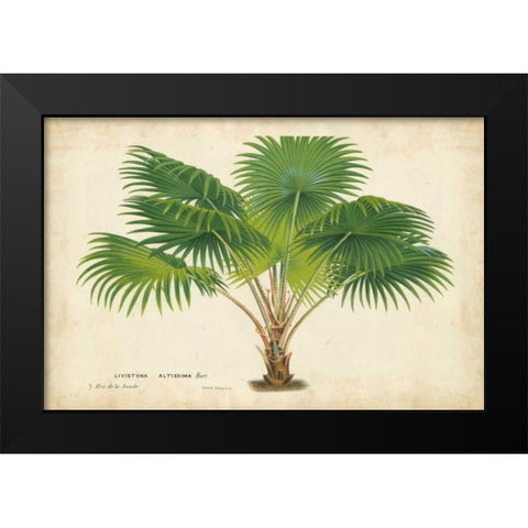 Palm of the Tropics V Black Modern Wood Framed Art Print by Van Houtteano, Horto