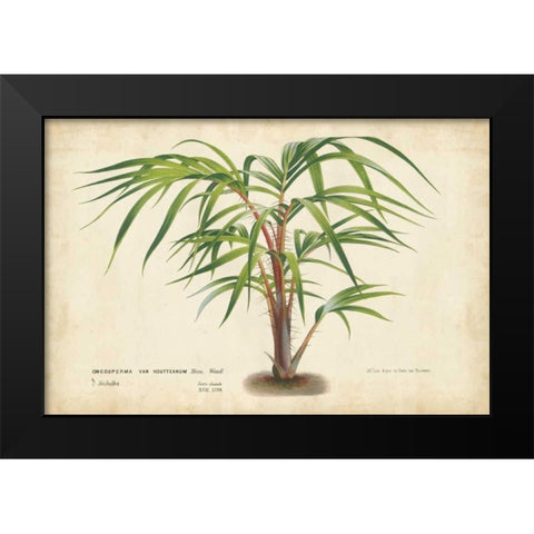 Palm of the Tropics VI Black Modern Wood Framed Art Print by Van Houtteano, Horto