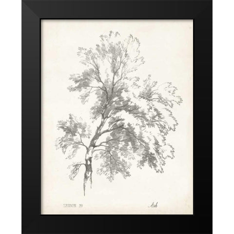 Ash Tree Study Black Modern Wood Framed Art Print by Unknown