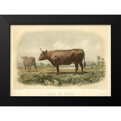 Vache De Devon Black Modern Wood Framed Art Print by Bonheur, I.