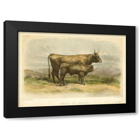 Vache De Salers Black Modern Wood Framed Art Print with Double Matting by Bonheur, I.