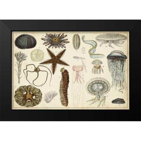Antique Sealife Chart Black Modern Wood Framed Art Print by Vision Studio