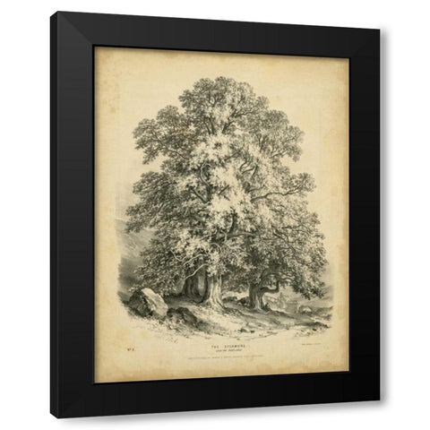 The Sycamore Black Modern Wood Framed Art Print with Double Matting by Barnard, George