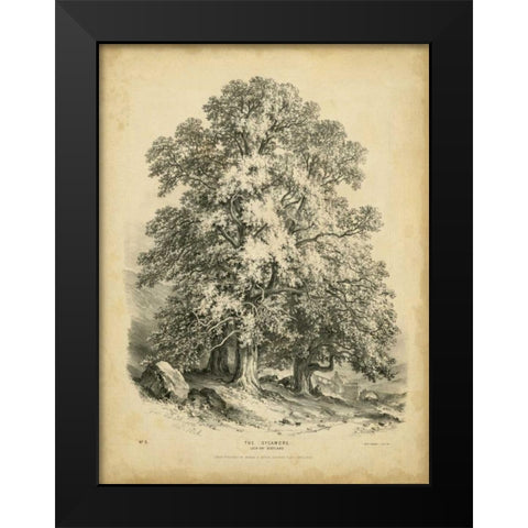 The Sycamore Black Modern Wood Framed Art Print by Barnard, George