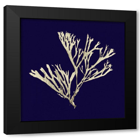 Seaweed on Navy II Black Modern Wood Framed Art Print with Double Matting by Vision Studio