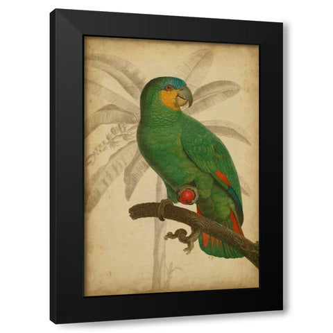 Parrot and Palm I Black Modern Wood Framed Art Print with Double Matting by Vision Studio