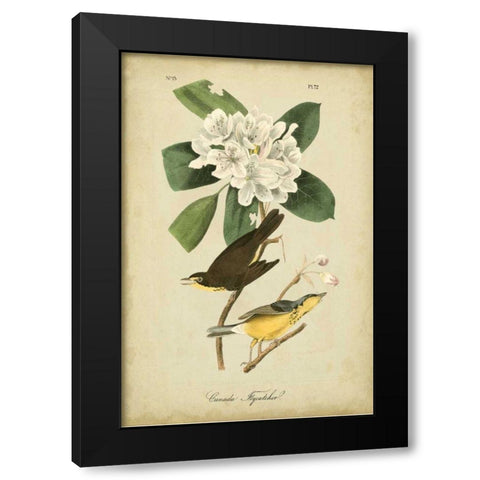Audubon Canada Flycatcher Black Modern Wood Framed Art Print with Double Matting by Audubon, John James