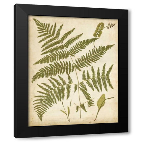 Fern Portfolio IV Black Modern Wood Framed Art Print with Double Matting by Heath, Francis G.