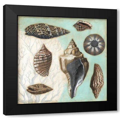 Antique Shell Collage II Black Modern Wood Framed Art Print with Double Matting by Meagher, Megan