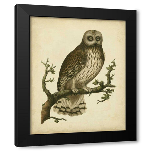 Antique Nozeman Owl II Black Modern Wood Framed Art Print with Double Matting by Nozeman
