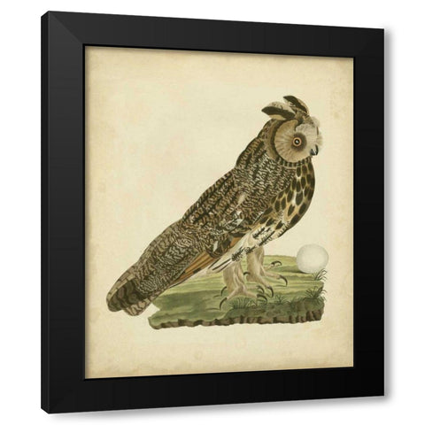 Antique Nozeman Owl III Black Modern Wood Framed Art Print by Nozeman
