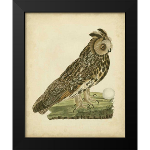 Antique Nozeman Owl III Black Modern Wood Framed Art Print by Nozeman