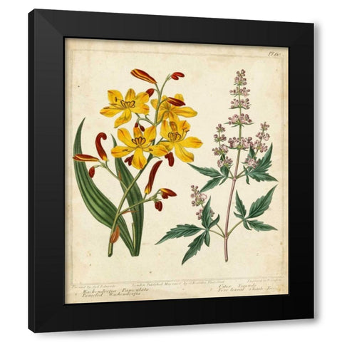 Garden Display I Black Modern Wood Framed Art Print by Edwards, Sydenham