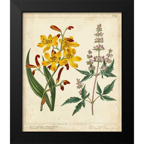 Garden Display I Black Modern Wood Framed Art Print by Edwards, Sydenham