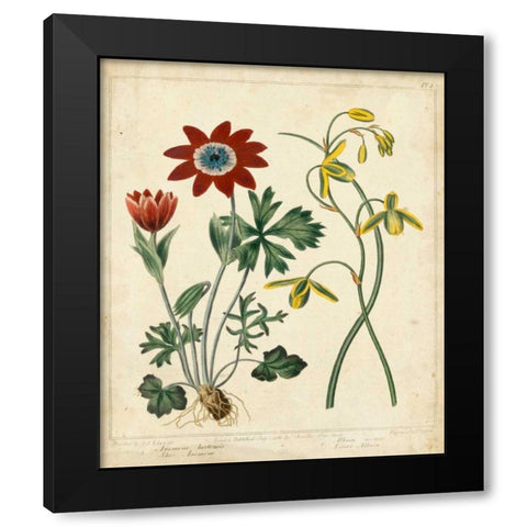 Garden Display II Black Modern Wood Framed Art Print with Double Matting by Edwards, Sydenham