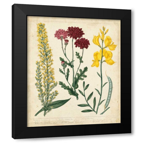 Garden Display III Black Modern Wood Framed Art Print by Edwards, Sydenham