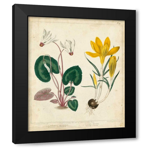 Garden Display IV Black Modern Wood Framed Art Print by Edwards, Sydenham