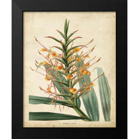 Tropical Delight I Black Modern Wood Framed Art Print by Edmonston-Douglas