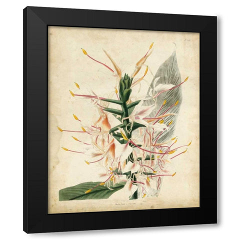 Tropical Delight II Black Modern Wood Framed Art Print with Double Matting by Edmonston-Douglas
