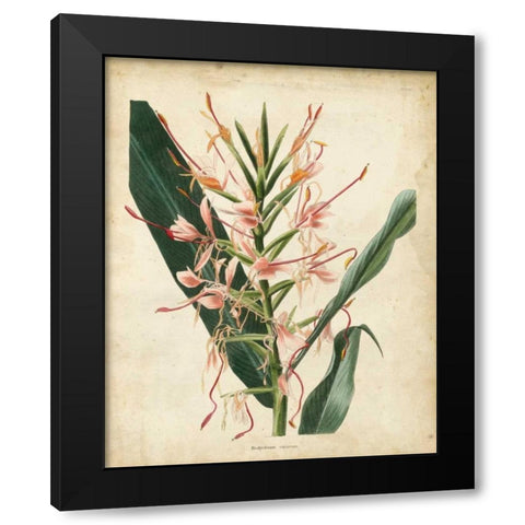 Tropical Delight III Black Modern Wood Framed Art Print by Edmonston-Douglas