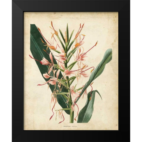 Tropical Delight III Black Modern Wood Framed Art Print by Edmonston-Douglas