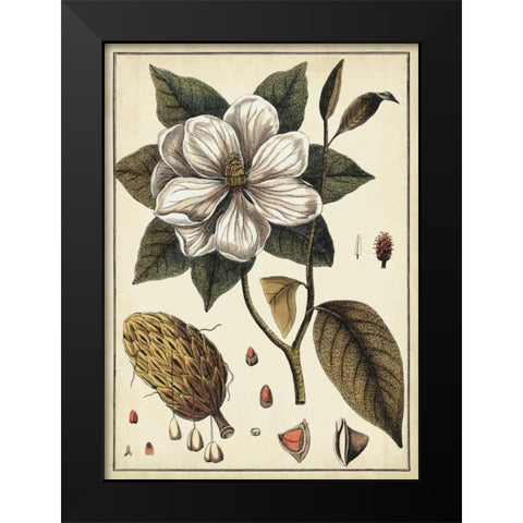 Ivory Botanical Study I Black Modern Wood Framed Art Print by Vision Studio