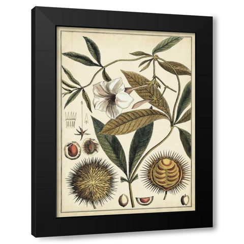 Ivory Botanical Study II Black Modern Wood Framed Art Print with Double Matting by Vision Studio