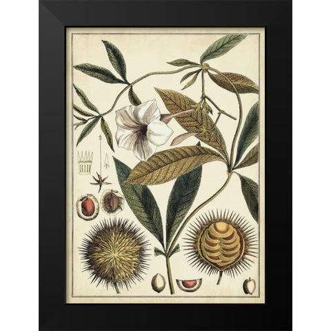 Ivory Botanical Study II Black Modern Wood Framed Art Print by Vision Studio