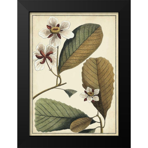 Ivory Botanical Study III Black Modern Wood Framed Art Print by Vision Studio