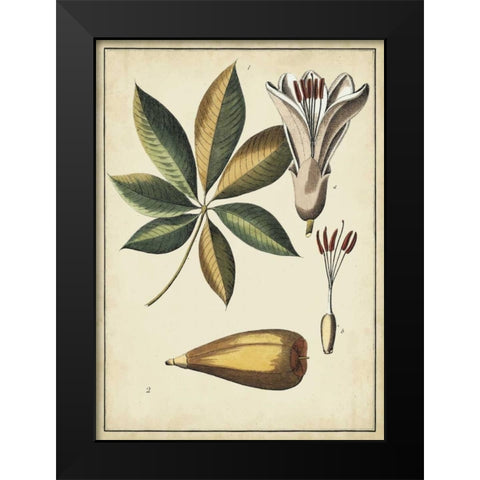 Ivory Botanical Study IV Black Modern Wood Framed Art Print by Vision Studio