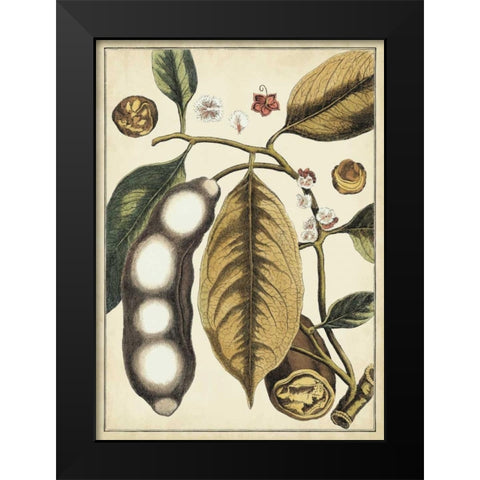 Ivory Botanical Study V Black Modern Wood Framed Art Print by Vision Studio