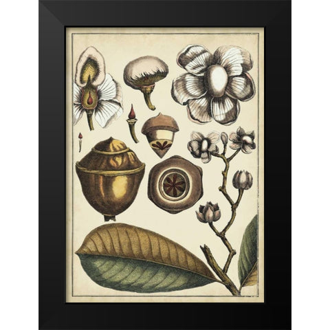 Ivory Botanical Study VI Black Modern Wood Framed Art Print by Vision Studio