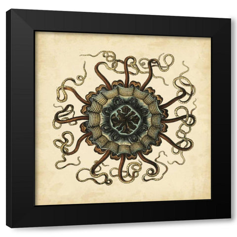 Gems of the Sea I Black Modern Wood Framed Art Print with Double Matting by Vision Studio