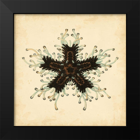 Gems of the Sea III Black Modern Wood Framed Art Print by Vision Studio