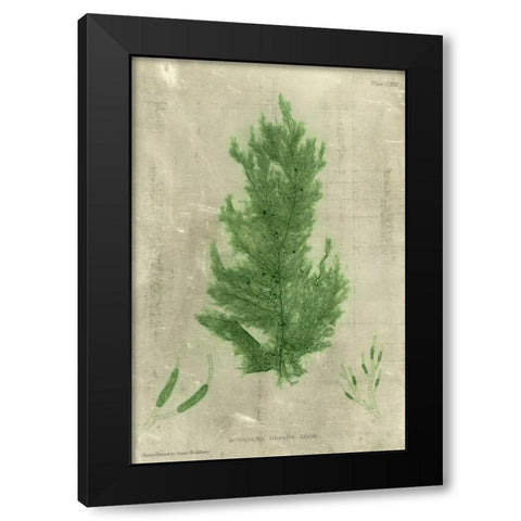 Emerald Seaweed I Black Modern Wood Framed Art Print by Unknown