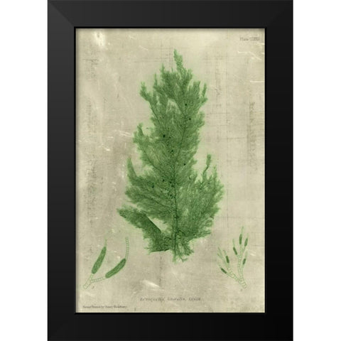 Emerald Seaweed I Black Modern Wood Framed Art Print by Unknown